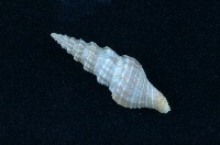 藏品(捲管螺)的圖片